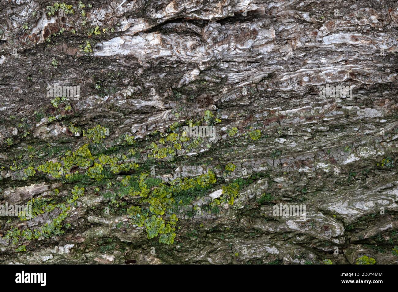 image of a section of old elm bark for a background or texture Stock Photo