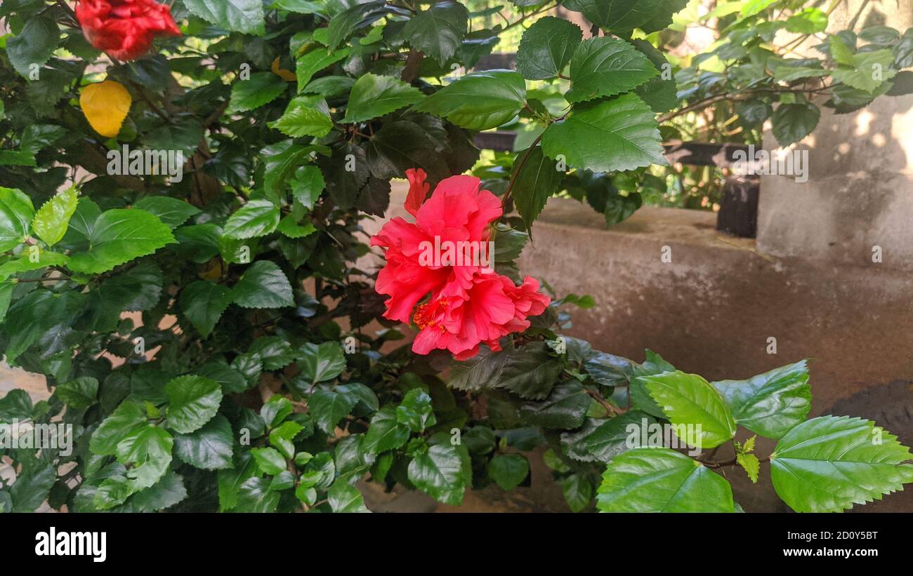 Gudhal or hibiscus plant , Close-up of detailed home mini plants leaves for background. Stock Photo