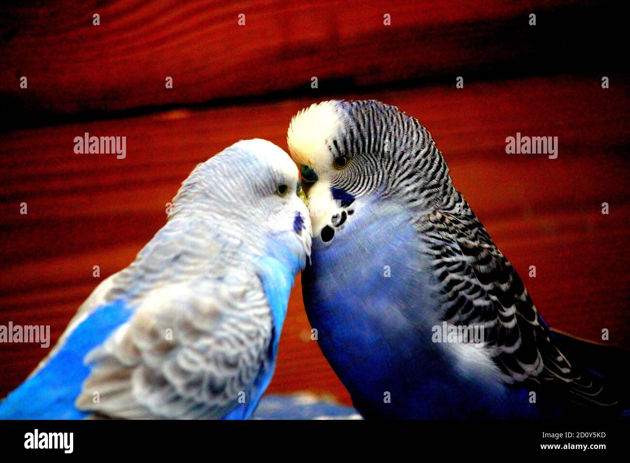 two budgies kissing Stock Photo Alamy