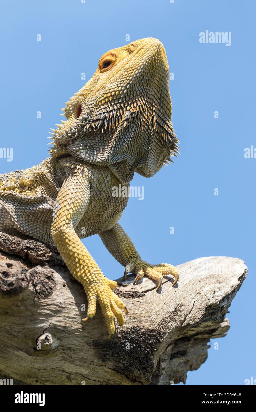 Central Bearded Dragon Basking On A Log Stock Photo - Alamy