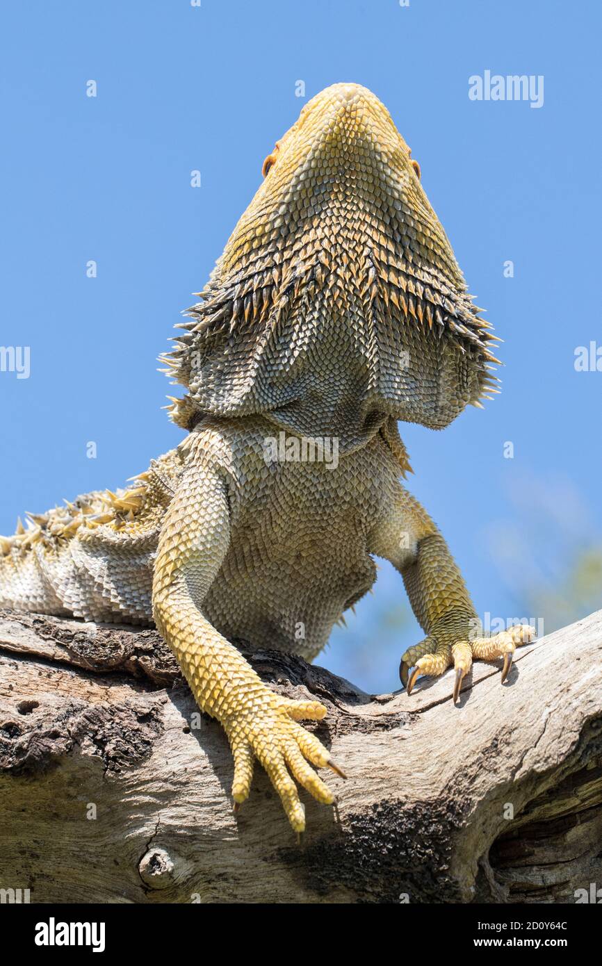 Central Bearded Dragon basking on a log Stock Photo Alamy