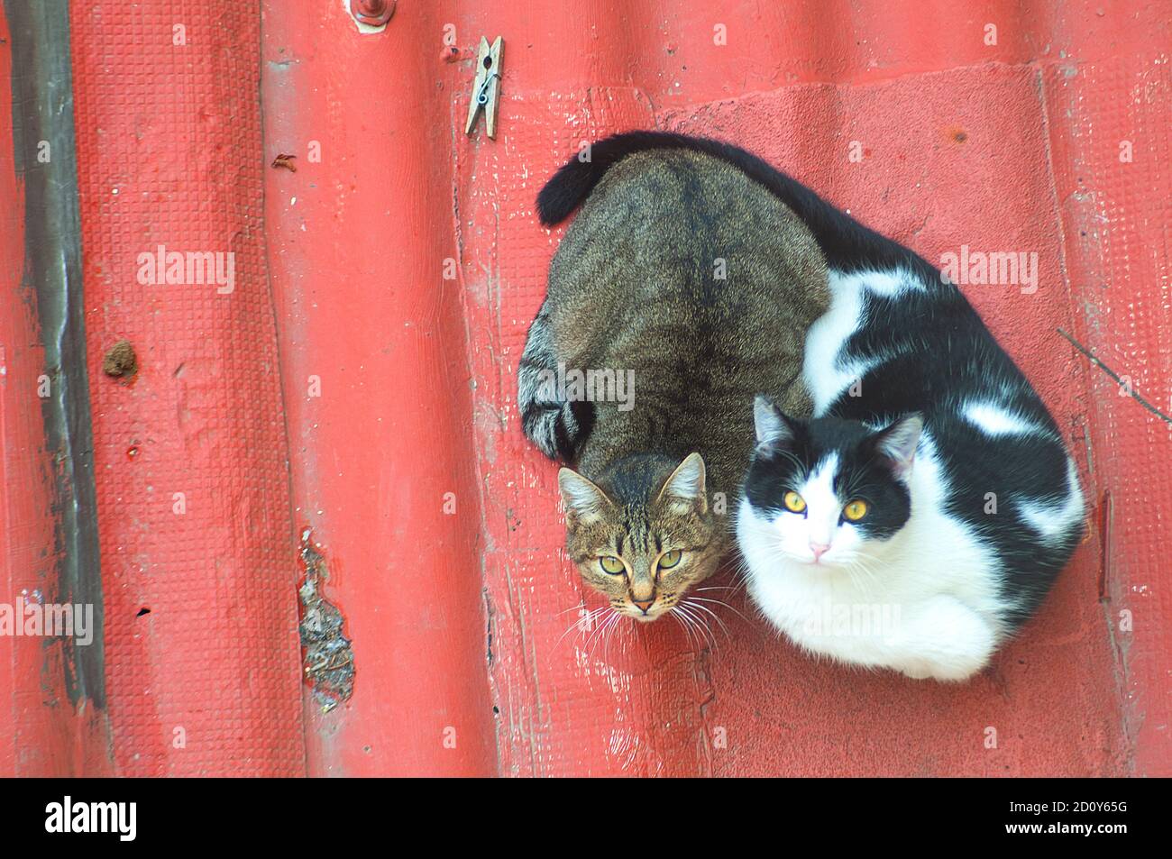 Two cats on roof. View from above Stock Photo Alamy