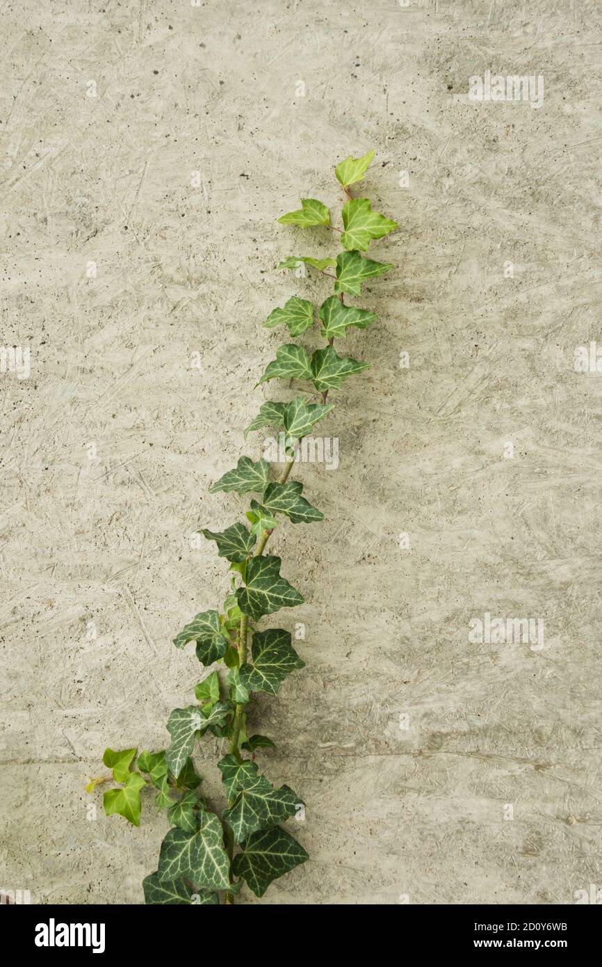 green ivy plant growing along a white wall Stock Photo