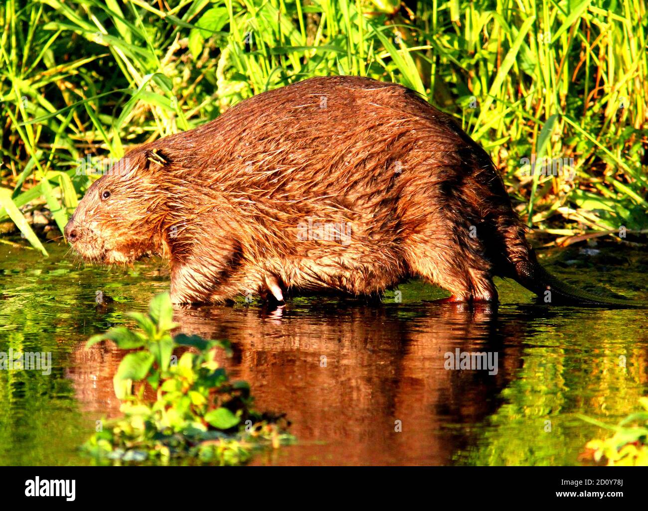 Beaver in Devon Stock Photo