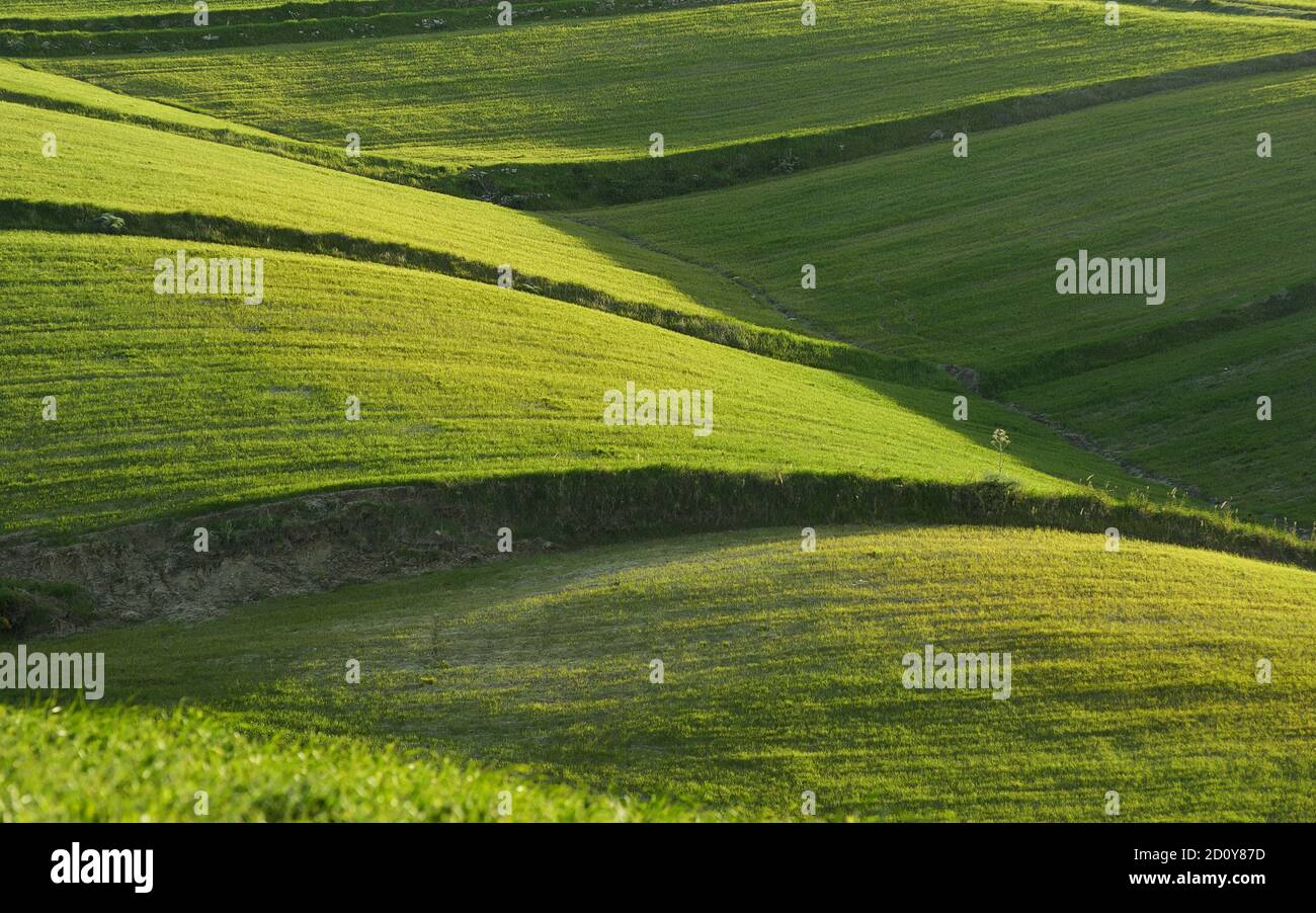 rolling hills of Sicily landscape with green grass fields in the evening Stock Photo