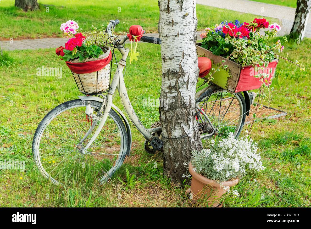 A bicycle decorated with flowers is leaning against a tree. The bicycle is on the Petersberg in Erfurt, capital of Thuringia, Germany, Europe Stock Photo