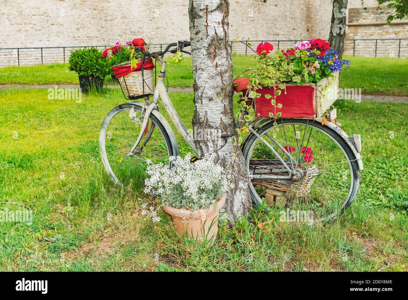 A bicycle decorated with flowers is leaning against a tree. The bicycle is on the Petersberg in Erfurt, capital of Thuringia, Germany, Europe Stock Photo