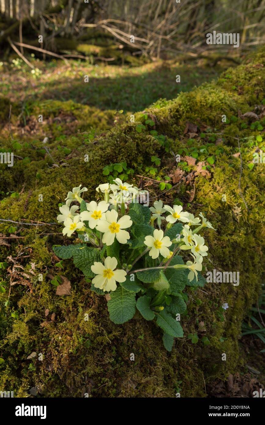 Primrose, Primula vulgaris, in woodland, Dumfries & Galloway, Scotland Stock Photo