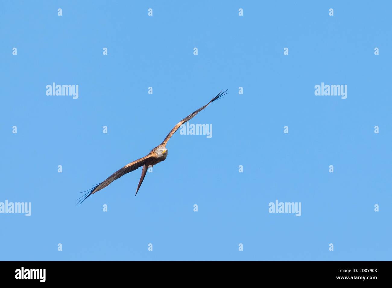 Red Kite, Milvus milvus, in flight against blue sky, Dumfries & Galloway, Scotland Stock Photo