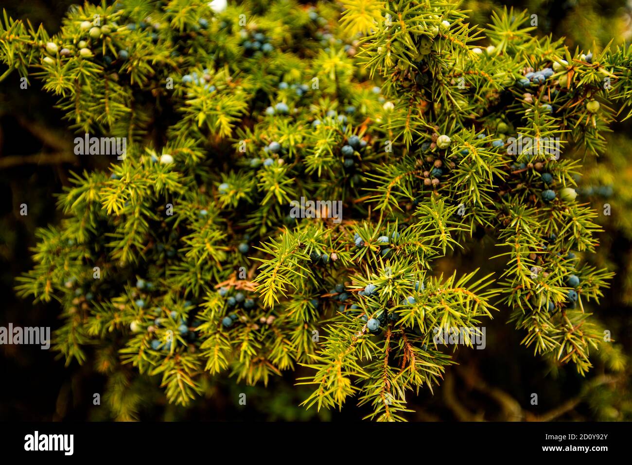 juniper berry on its bush Stock Photo