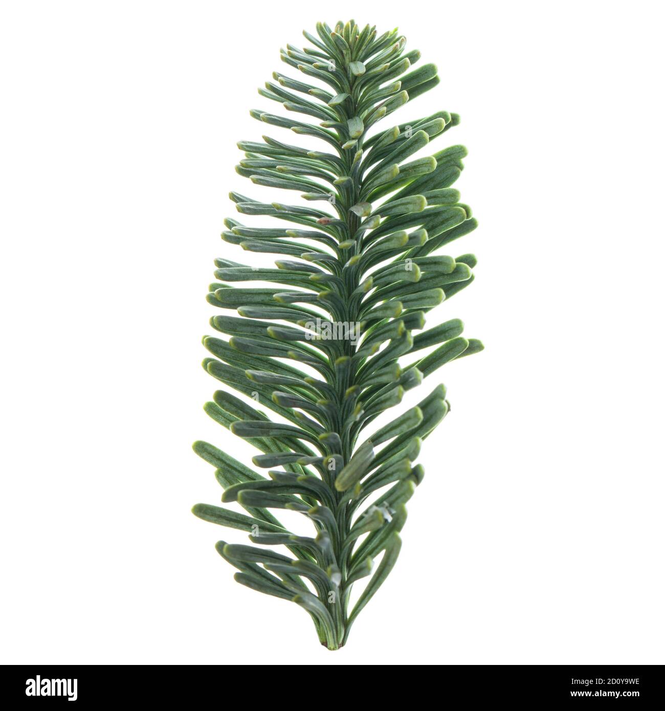 Christmas fir branch isolated on white background Stock Photo - Alamy
