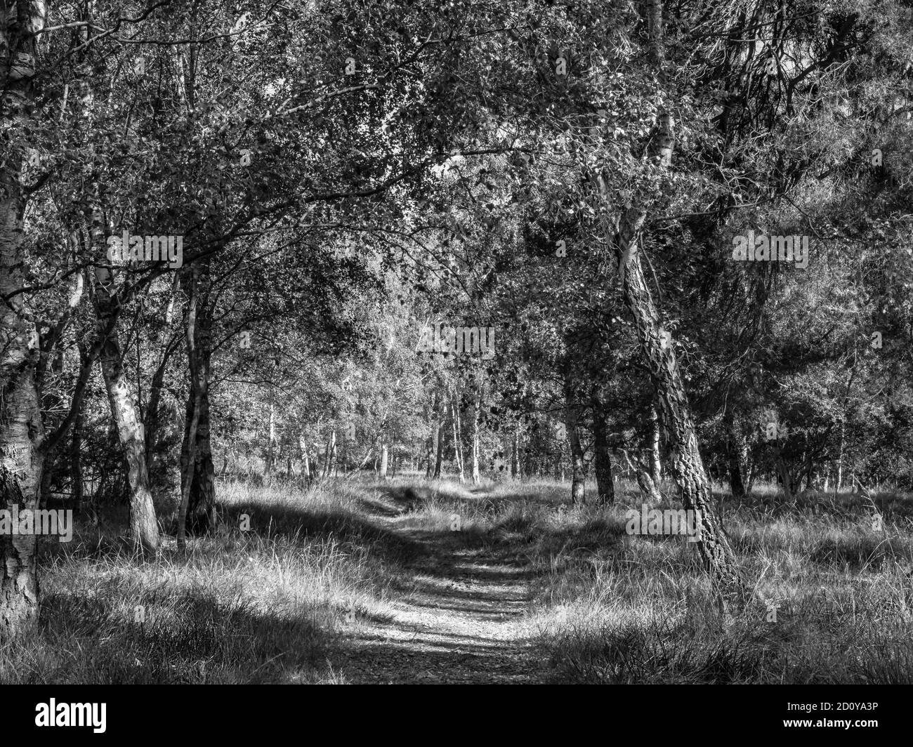 Birch trees in a woodland. The sunshine throws dappled light and long shadows onto the ground as a path meanders through the trees. Stock Photo
