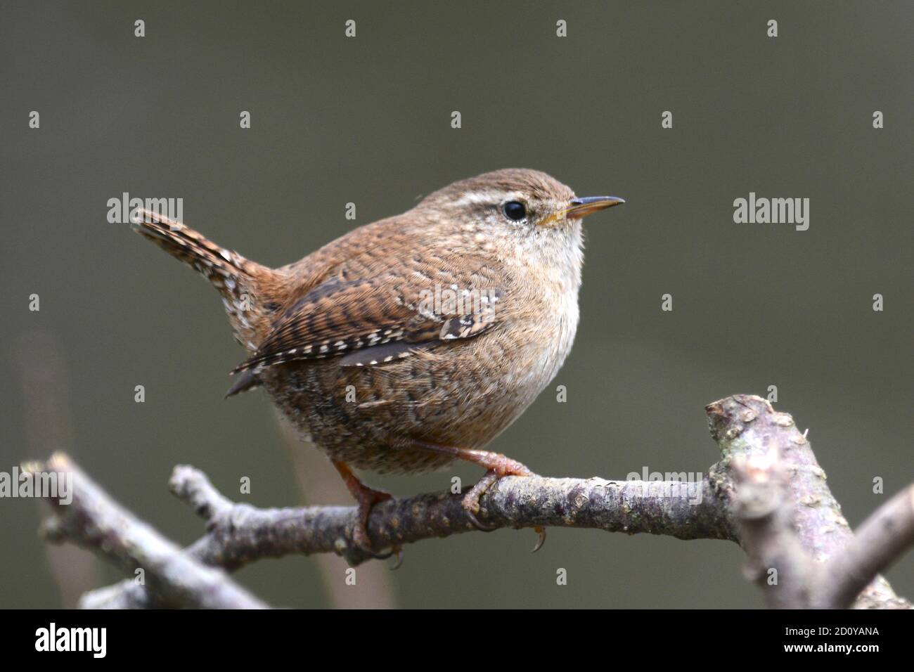 wren Stock Photo