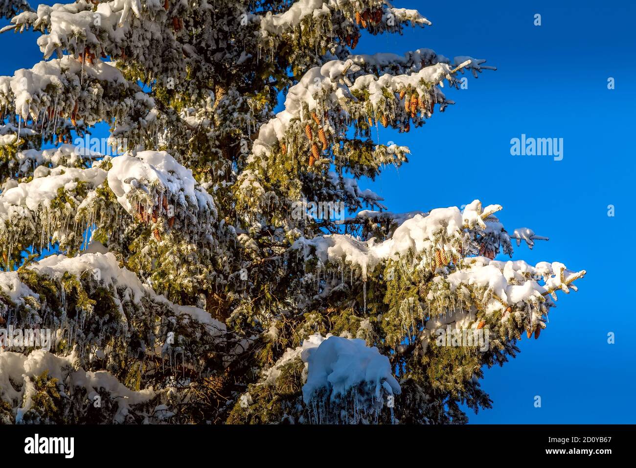 Christmas winter snowy background with spruce pine tree snow branch ...