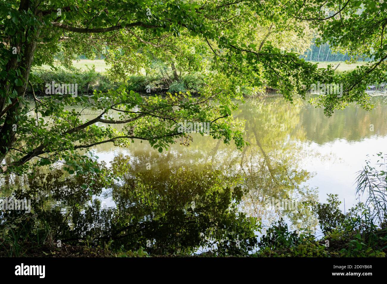 Shades of green along river embankment at the Brandenburg river Dahme in autumn Stock Photo