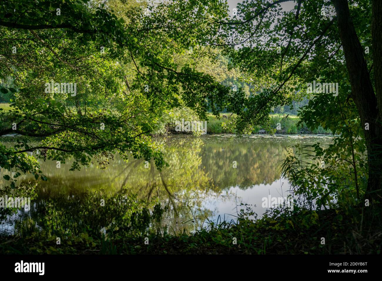 Shades of green along river embankment at the Brandenburg river Dahme in autumn Stock Photo