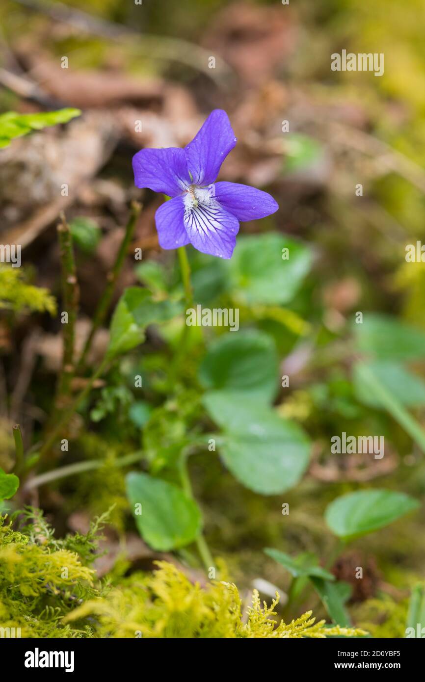 Common Dog-violet, Viola riviniana, in woodland, Dumfries & Galloway, Scotland Stock Photo