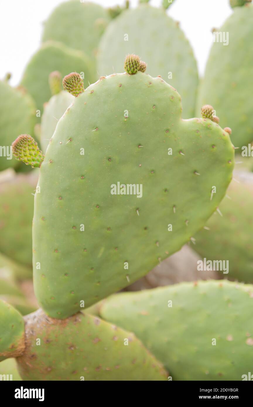 Nopal cactus Stock Photo