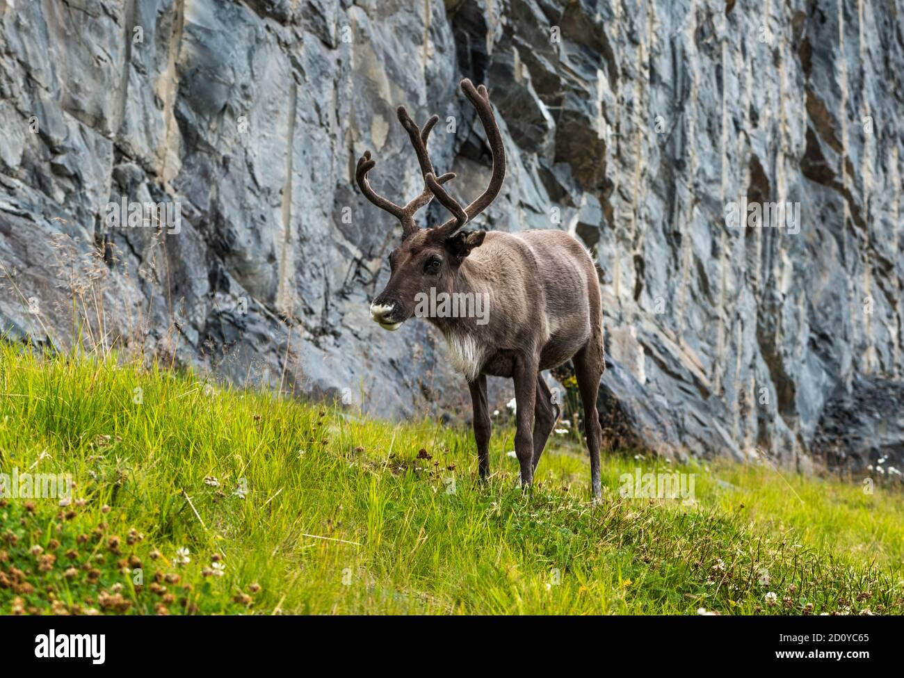 Format-filling Reindeer near the Nordkapp, Finnmark, Norway Stock Photo