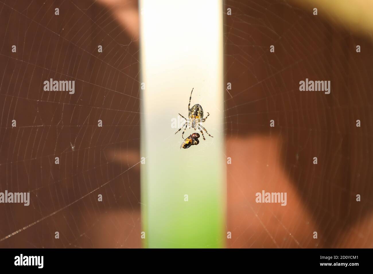 A spider in a web caught a fly in the garden Stock Photo - Alamy