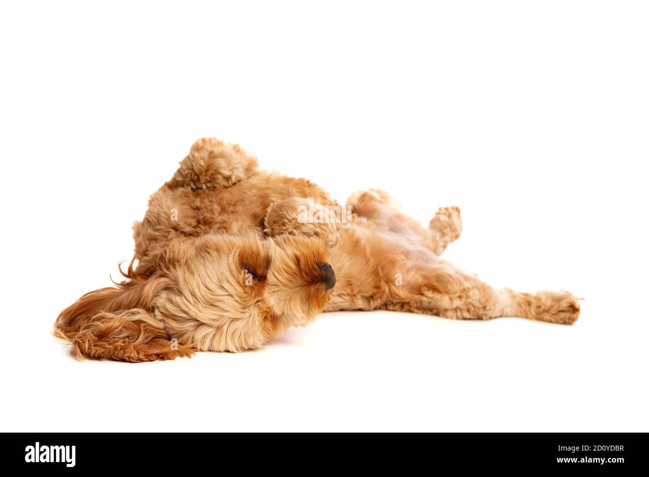 brown cockapoo dog in front of a white background Stock Photo - Alamy