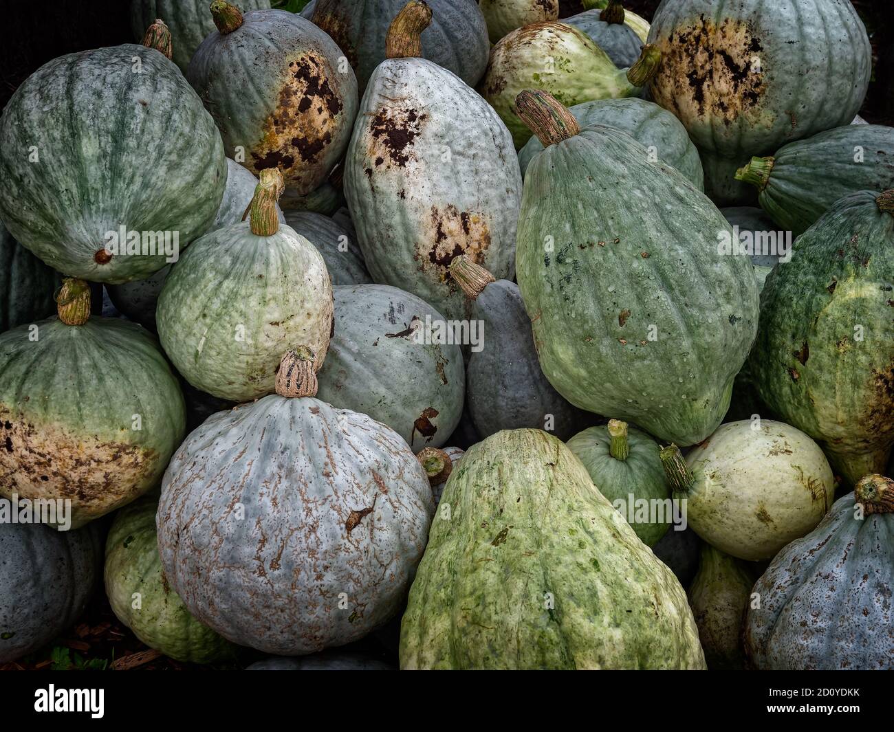 Autumn pumpkins ready fall hi-res stock photography and images - Alamy
