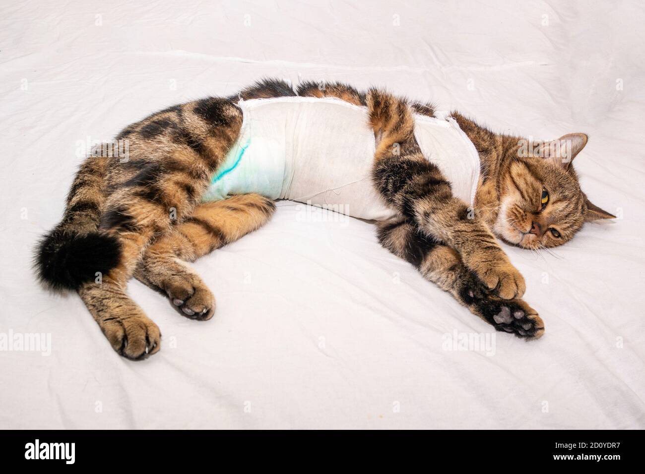 A British cat lies on a white sheet after surgery with the color black marble tabby l Stock Photo
