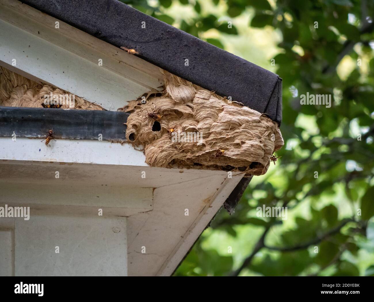 European hornets Vespa crabro and their nest. UK. Stock Photo