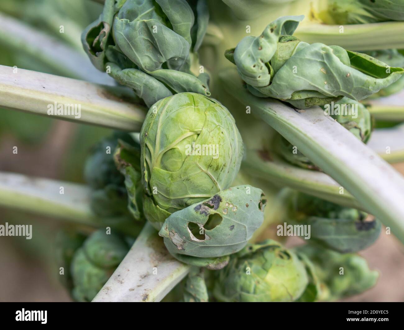 Brussels Sprouts , disease and holes in leaves damage, Brassica oleracea var. gemmifera Stock Photo