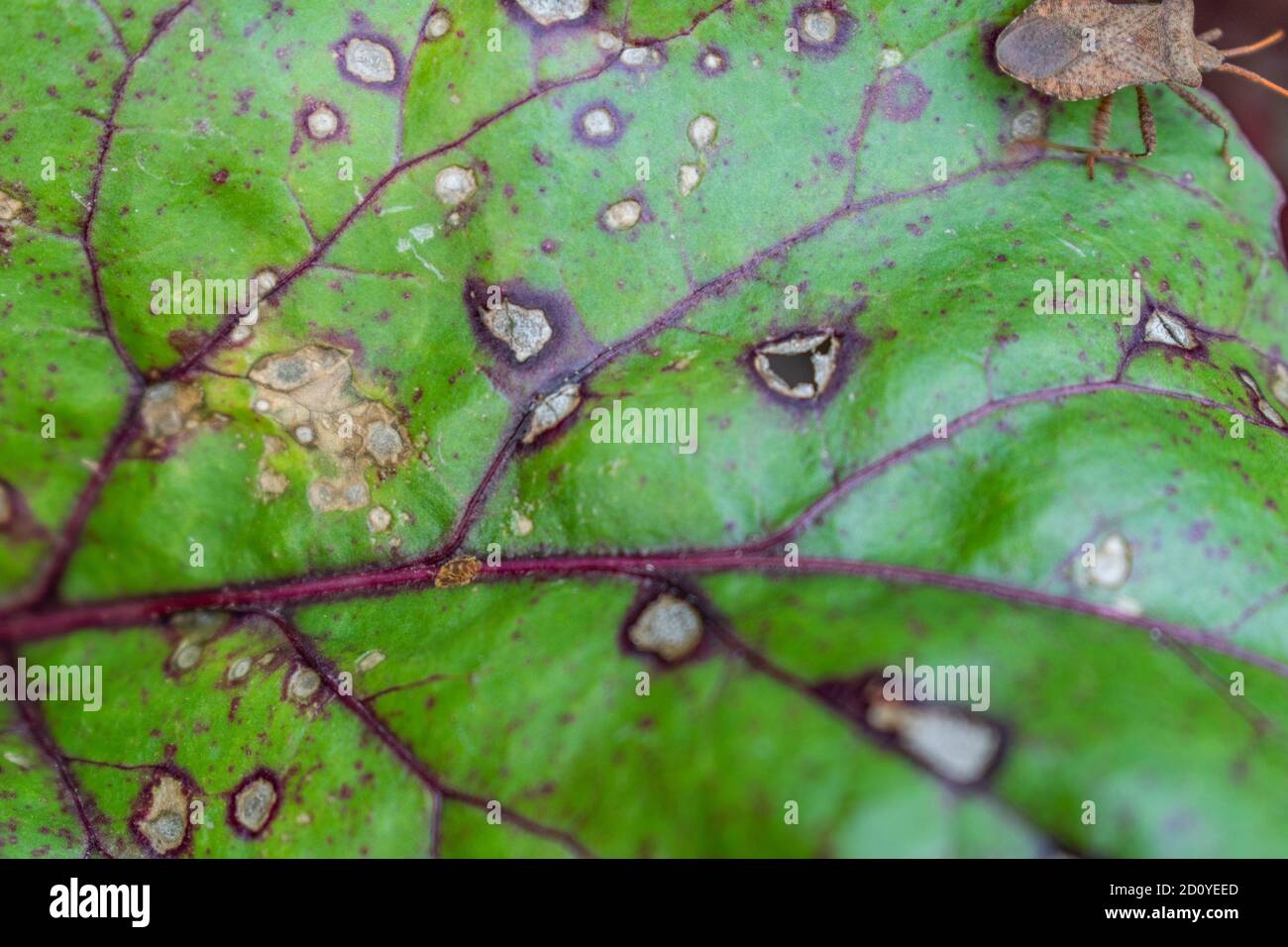 Close up of Cercospora beticola, leaf white spot on red swiss chard Stock Photo