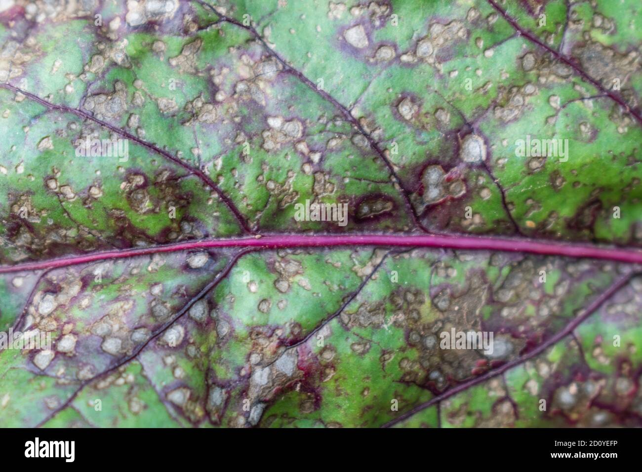 Close up of Cercospora beticola, leaf white spot on red swiss chard Stock Photo