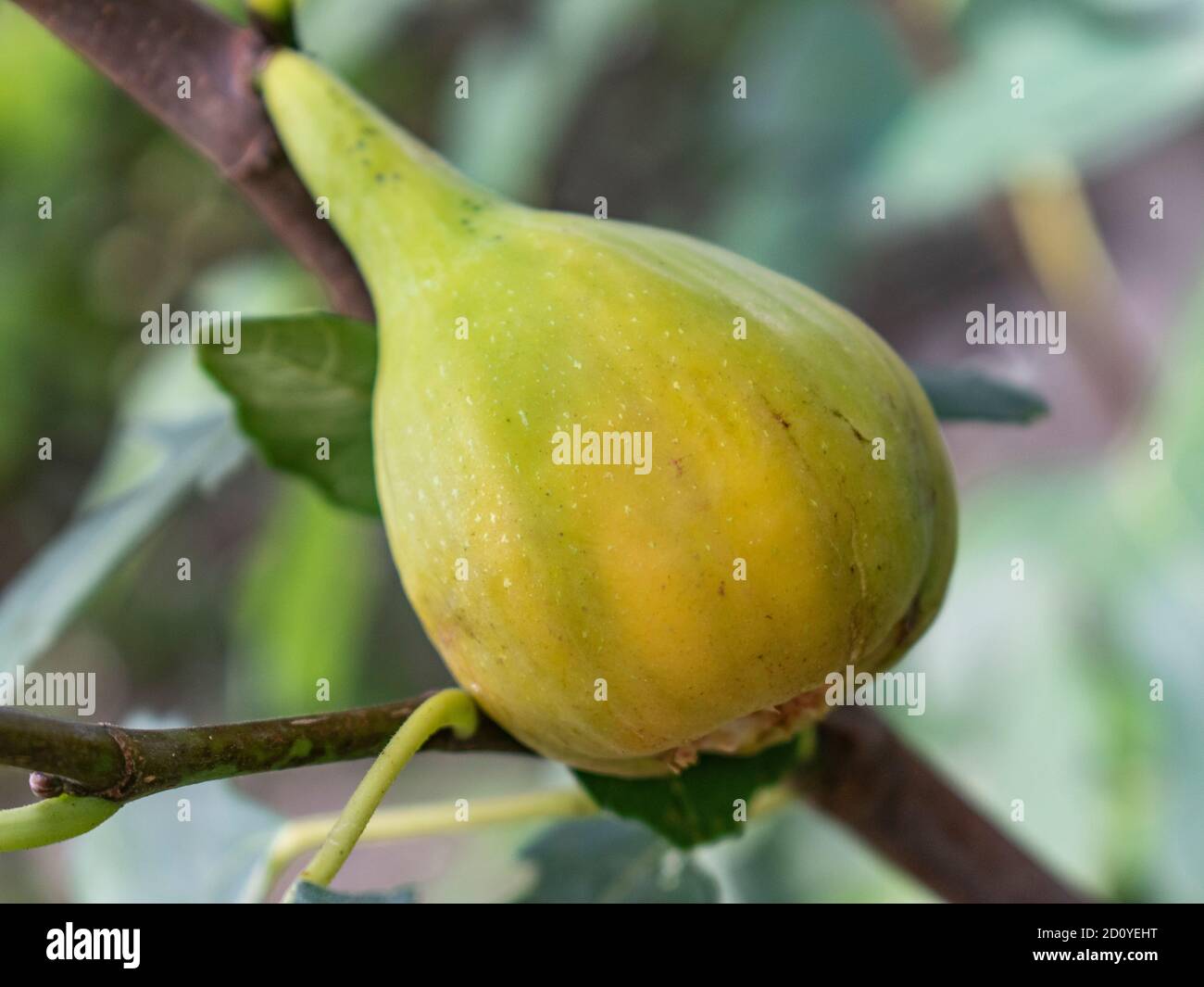Close up of  green fig fruit Stock Photo
