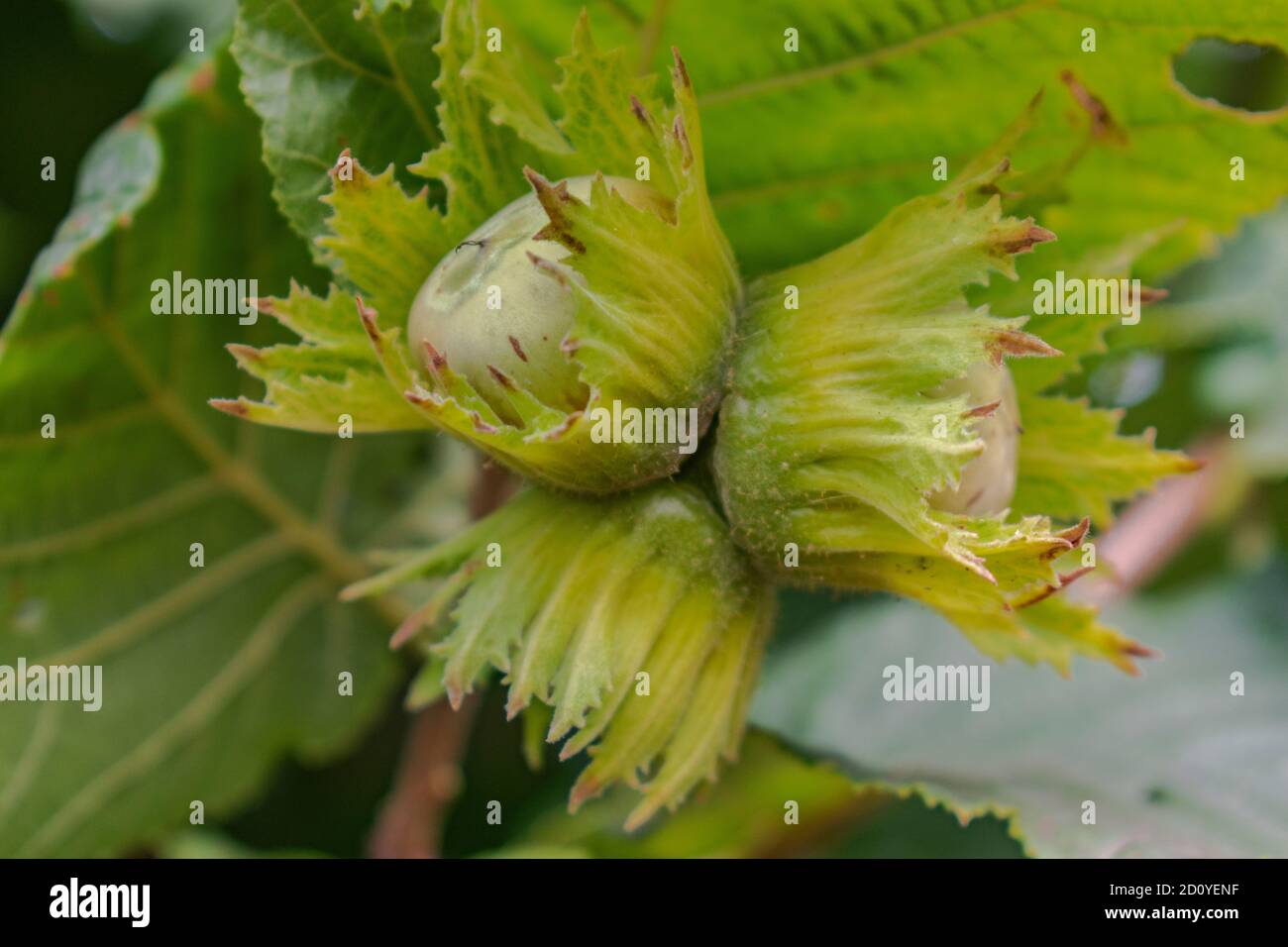 Close up of unripe hazelnuts on tree, Corylus avellana fruitage Stock Photo