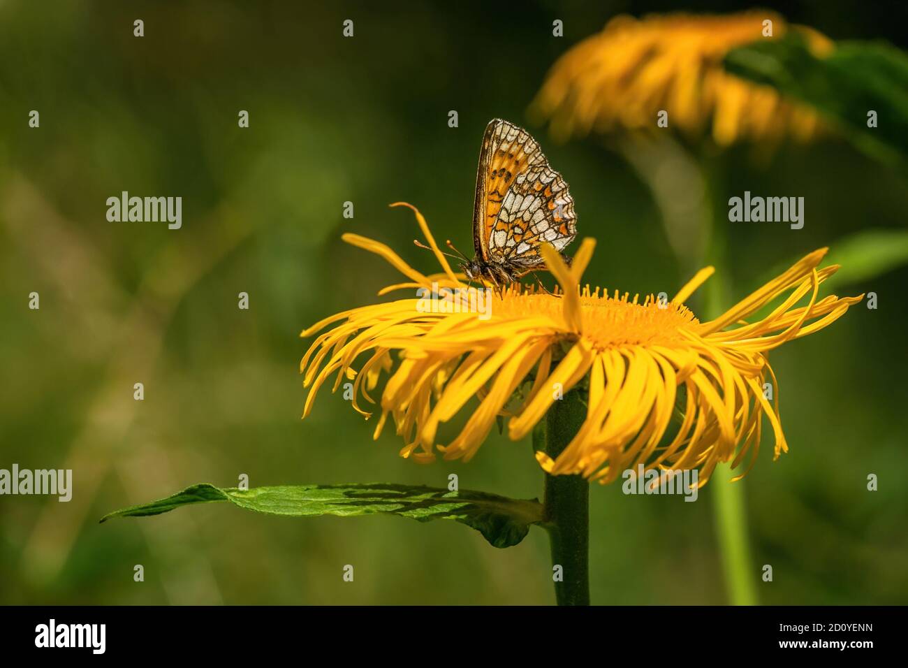 Heath Fritillary, an orange, brown and white butterfly, sitting on bright yellow ox-eye daisy flower on a sunny summer day in forest. Green background. Stock Photo