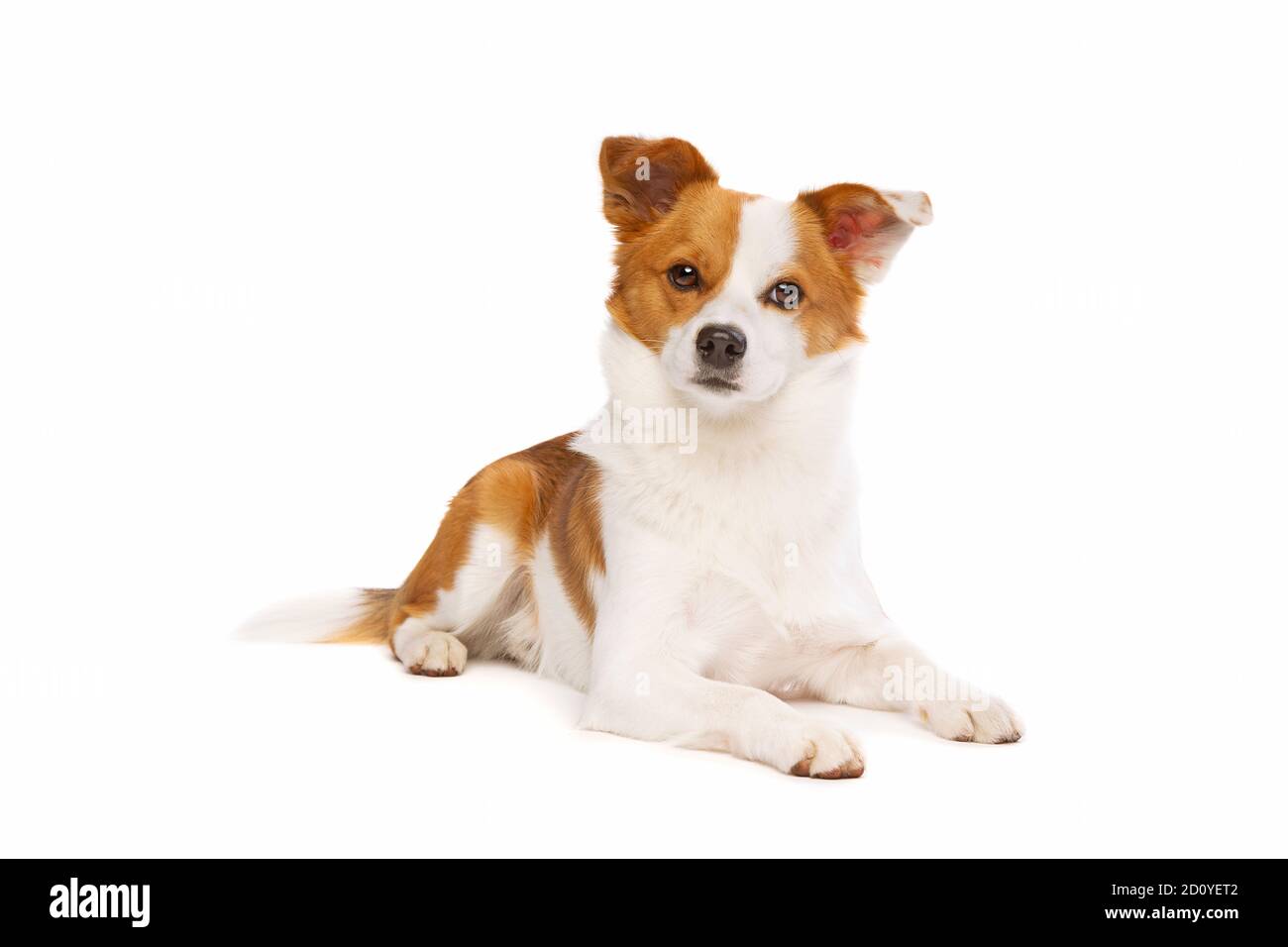 mixed breed dog of a pomerian and corgi in front of a white background Stock Photo
