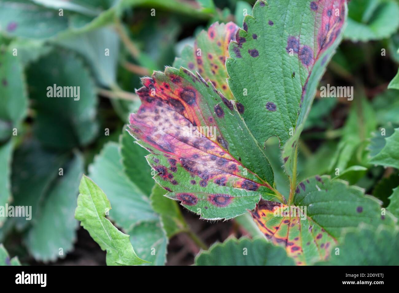 Mycosphaerella fragariae, common spot of strawberry leaves Stock Photo