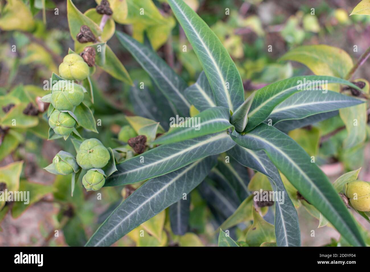 Gopher spurge with fruits, close up of Euphorbia lathyris in the garden Stock Photo