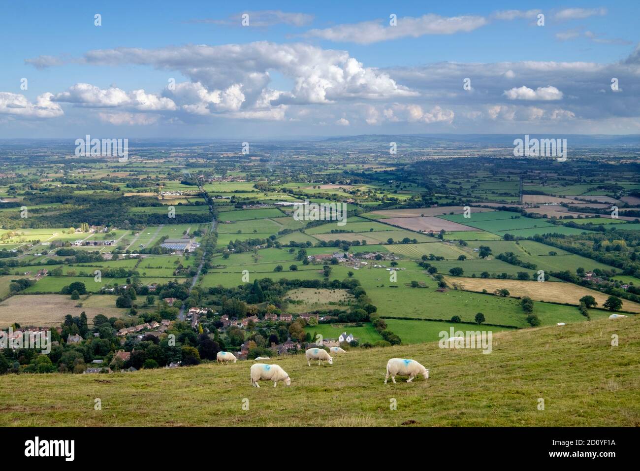 Malvern Hills from Jubillee Hill sheep grazing looking over Malvern Wells towards the Cotswolds Stock Photo