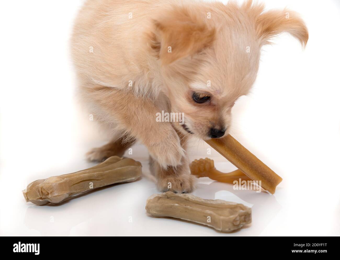 Dog chew bone and sticks. Beige puppy. Stock Photo