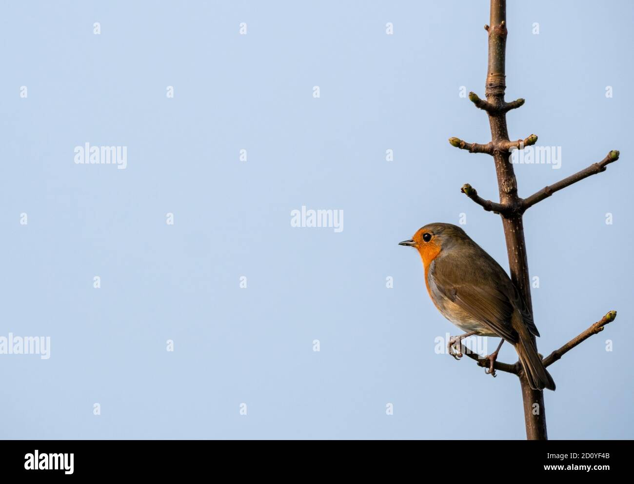 European robin Erithacus Rubecula on twig, sky behind background. Stock Photo