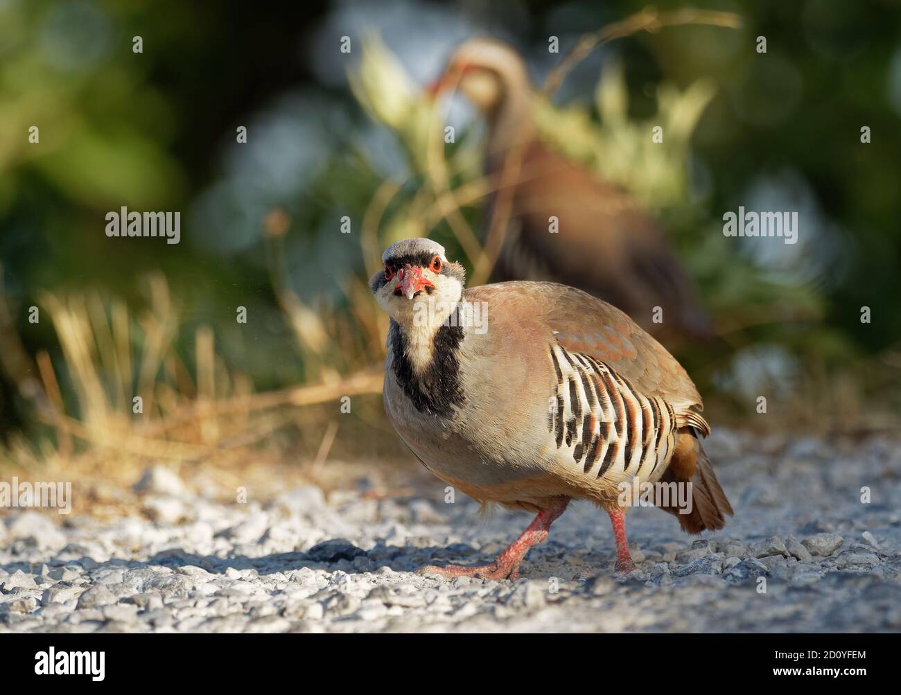 Chukar (Alectoris chukar) on the rock in Corfu, Greece. Chukar partridge (Alectoris chukar), or simply chukar, is a Palearctic upland gamebird in the Stock Photo