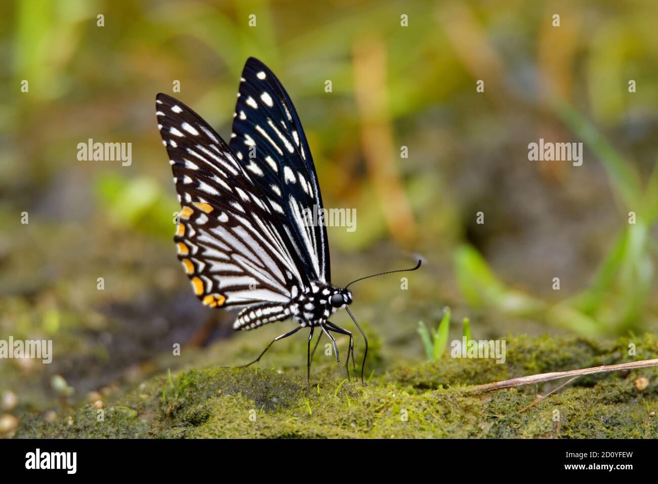 The Common Mime - Chilasa clytia or Papilio clytia, swallowtail butterfly found in south and southeast Asia, subgenus Chilasa, the black-bodied swallo Stock Photo