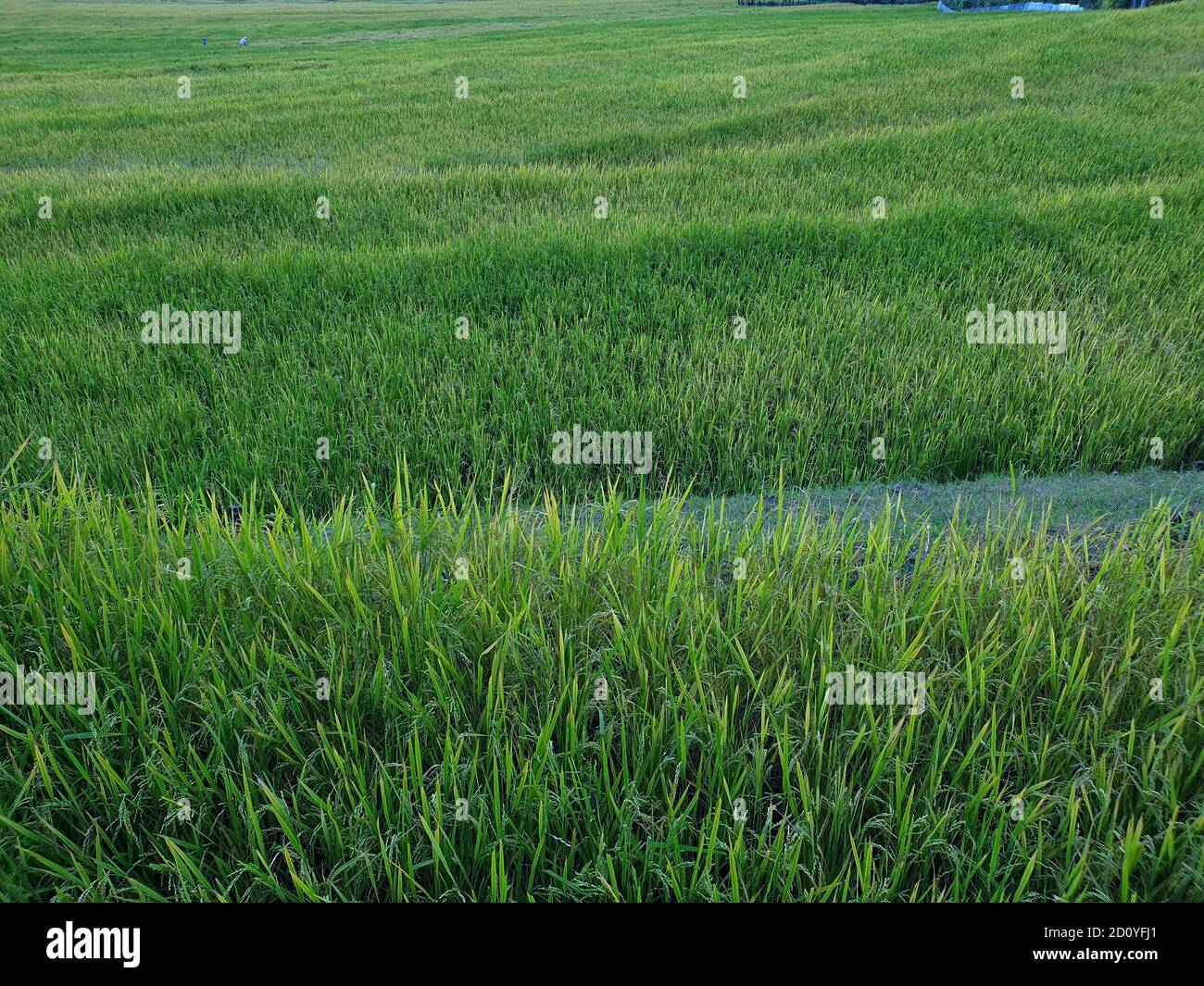 Paddy fields golden yellow and green. landscape nature huge beautiful hills and long green trees around. Green and yellow golden colour crops in India Stock Photo