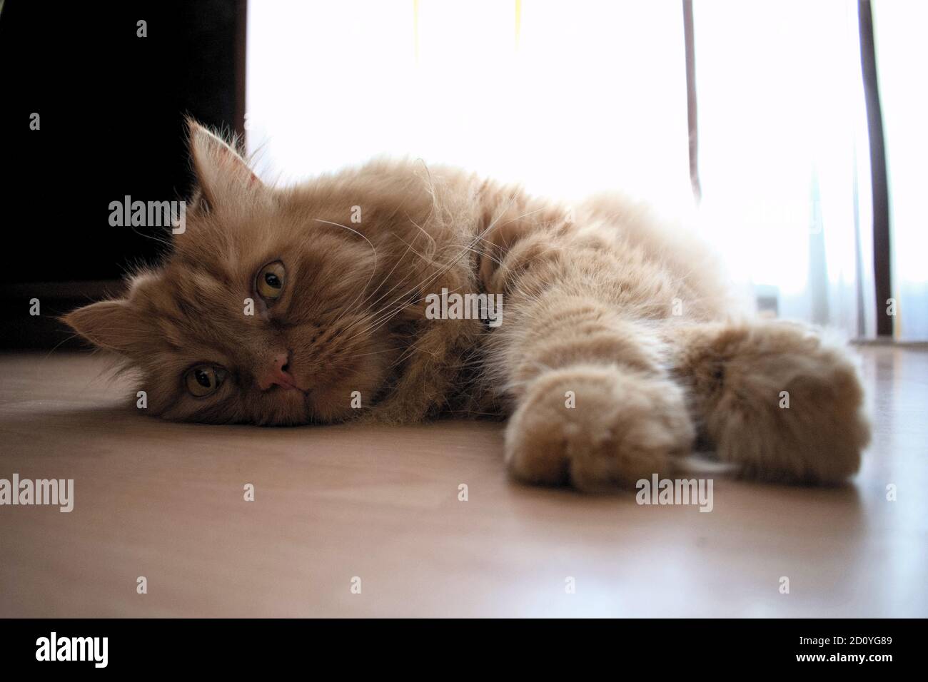 Red Persian Cat sleeping Stock Photo