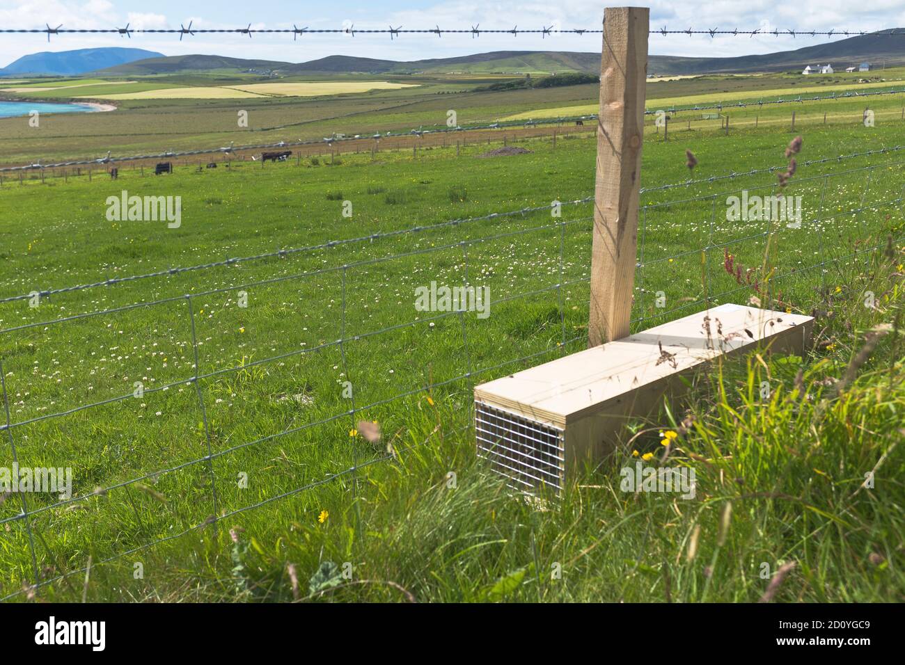 dh  ORKNEY SCOTLAND Stoat rat trap uk stoats snare animal traps Stock Photo