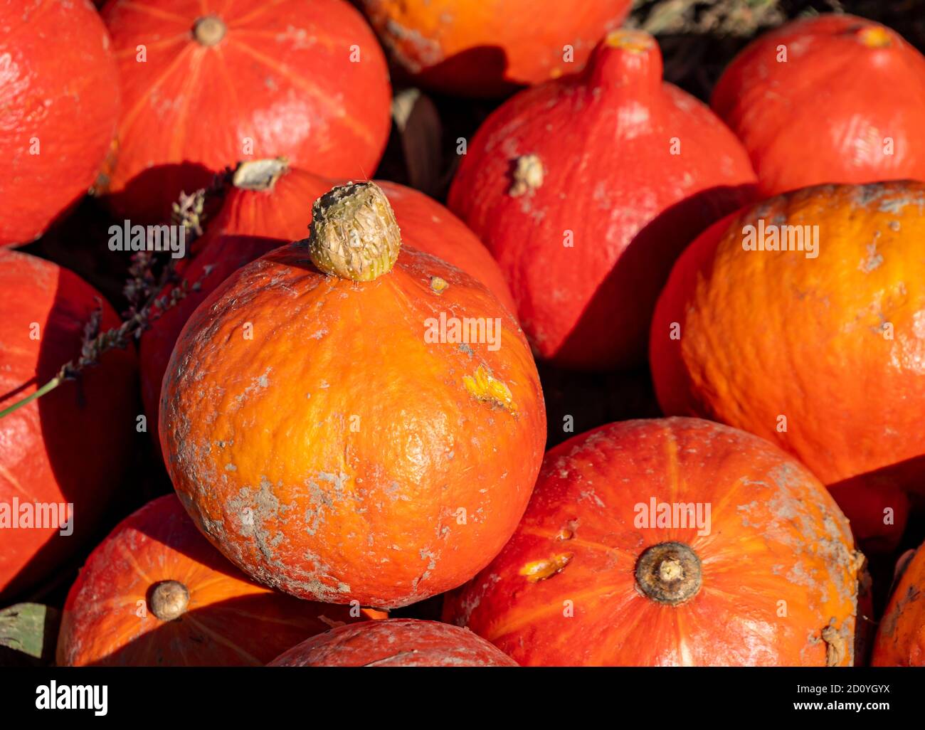 Uchiki Kuri pumpkins harvest in the field Stock Photo