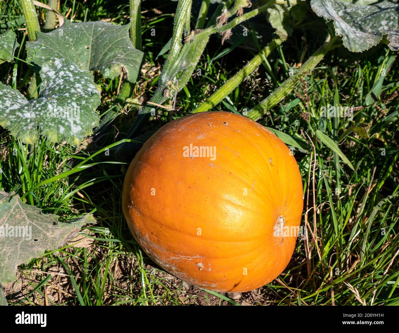 Pumpkin with plant in the field Stock Photo - Alamy