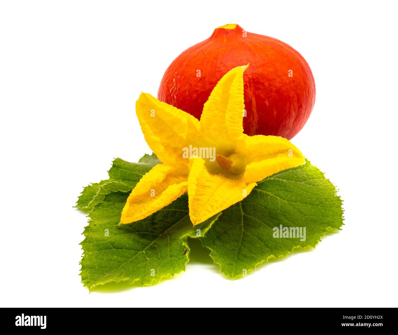 Pumpkin blossom isolated on white background Stock Photo