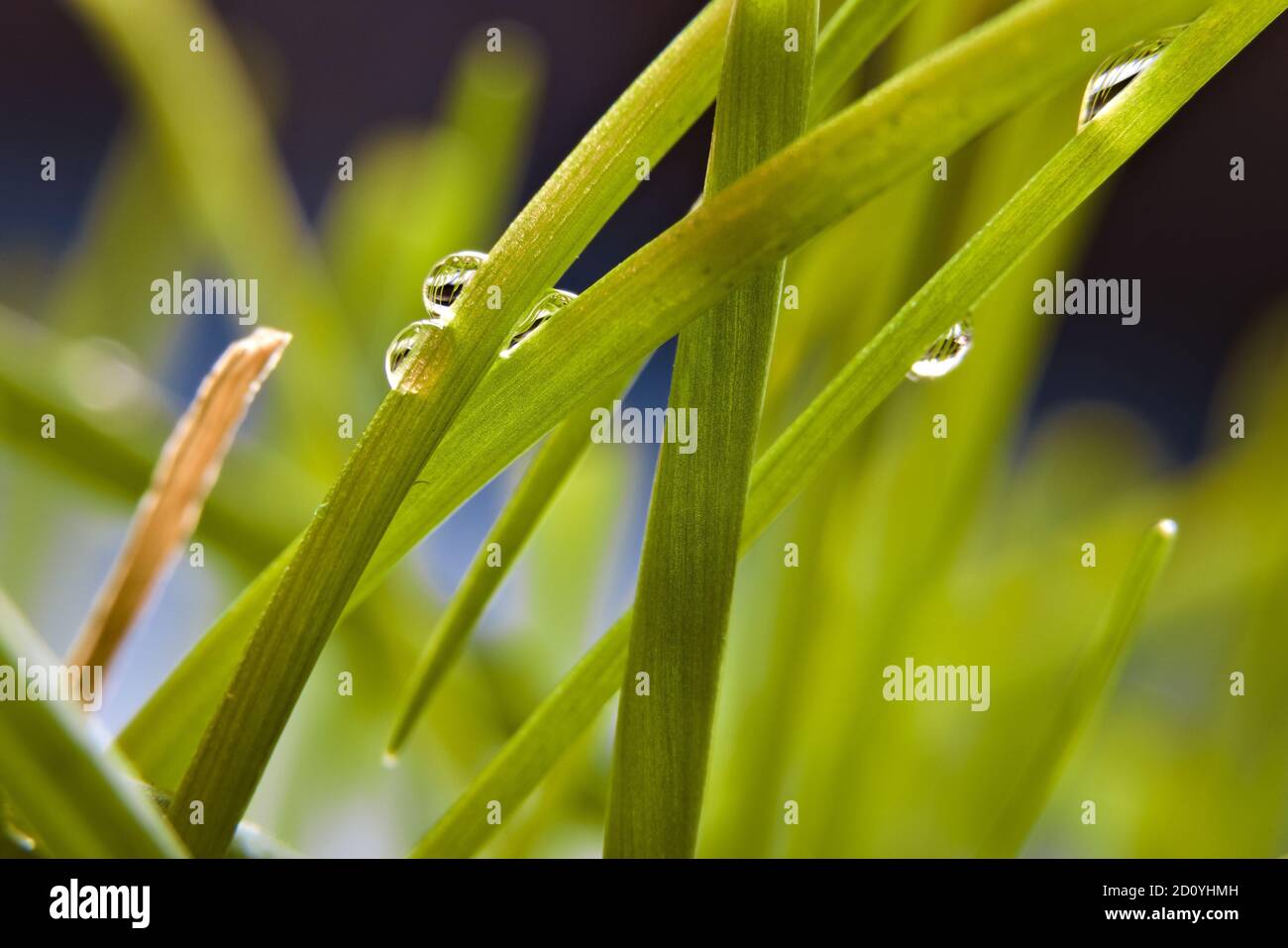 Closeup of dew droplets hanging from fresh chives, Allium schoenoprasum Stock Photo