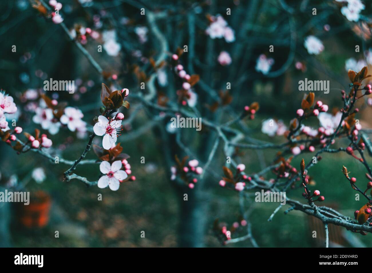 Close-up of flowers and buds of prunus cerasifera on some branches in the wild Stock Photo